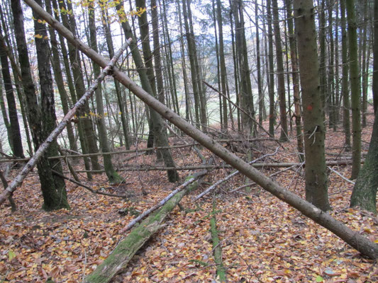 Waldinneres (Nadelwald)