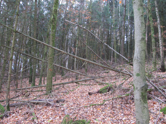 Waldinneres (Nadelwald)