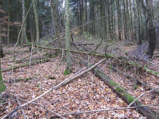 Waldinneres (Nadelwald)