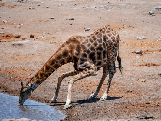 Schon ulkig wie die Giraffe trinkt. 