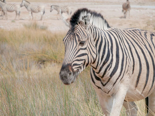 Zebras haben wir in Massen gesehen 