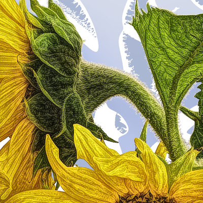 Bildausschnitt: Sonnenblume hellblau