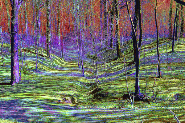 Waldweg im Licht / 2012