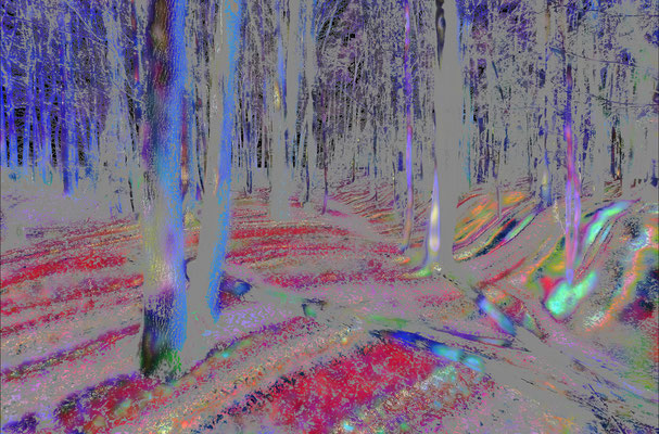 Waldwoge 1 z / 2025