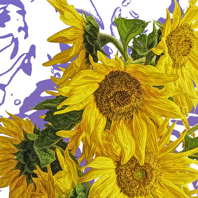 Bildausschnitt: Sonnenblume violett