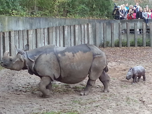 Panzernashorn Mutter Sani mit Baby Savita (geb. 28.10.2014)