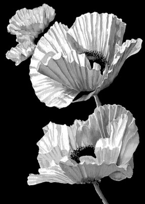 Poppies Ivory Black - watercolour - sold