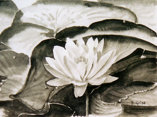 Water Lily - on hand