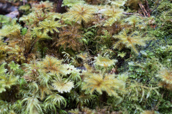 mousses et lichens de la forêt équatoriale