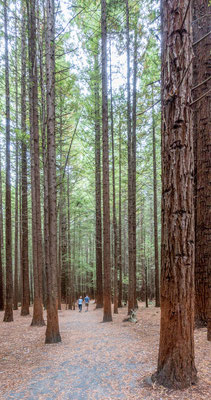 près de Roturoa : Whakarewarewa Forest appelée plus souvent The Redwoods( forête de séquoïas)
