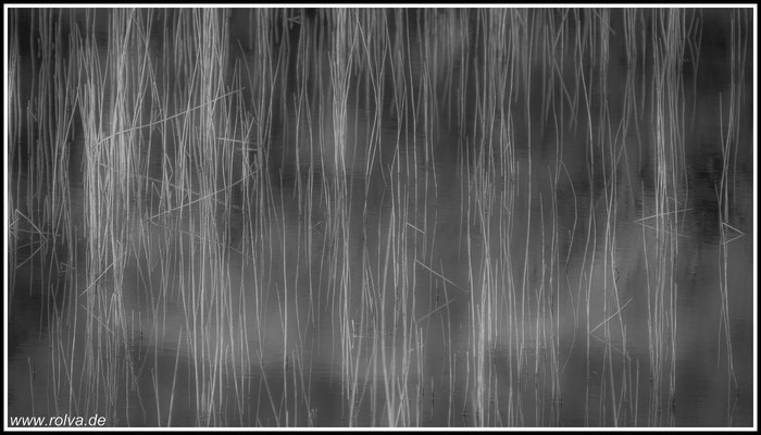 Schilf # Schwarz Weiss