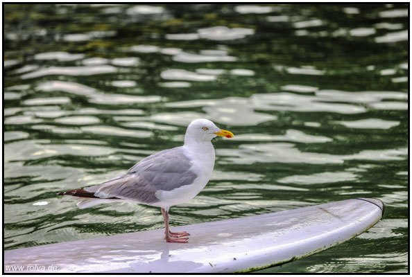 Surfende Möwe#Sonderbares
