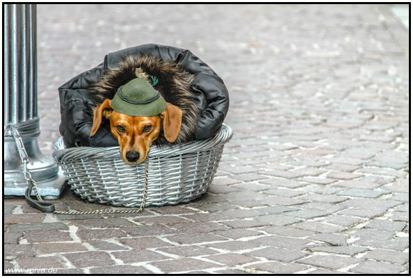 Dackel mit Tiroler Hut#Salzburg#Straßenkünstler#Sonderbares
