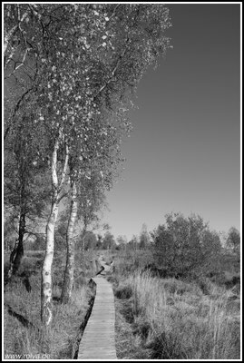Struffelt Route #Holzstege # Dreilägerbachtalsperre