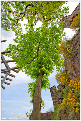Burg Sooneck