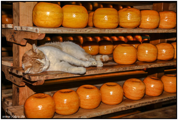 Alles Käse#Schlafplatz#Sonderbares