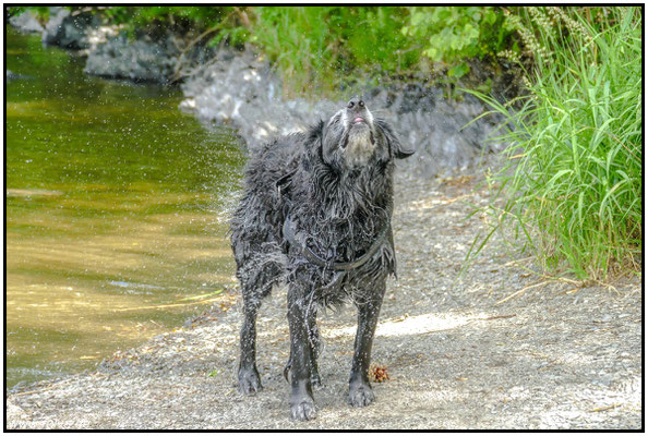 Hundeportrait#Wassertropfen#schütteln