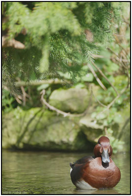Naturfotografie # Landschaftsfotografie # Roland Valter # Fotograf # Aachen # rolva