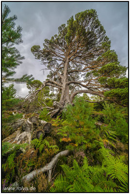 Naturfotografie # Landschaftsfotografie # Roland Valter # Fotograf # Aachen # rolva