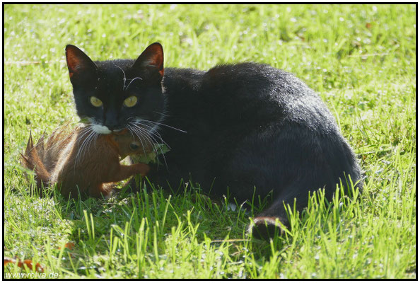 Jagdbeute#Hauskatze#Eichhörnchen#Sonderbares