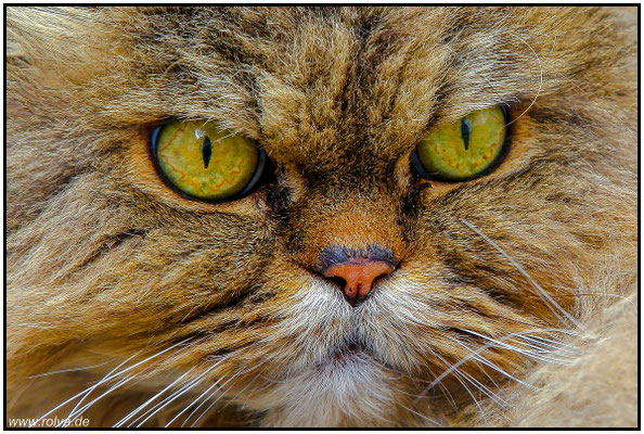 Naturfotografie # Landschaftsfotografie # Roland Valter # Fotograf # Aachen # rolva