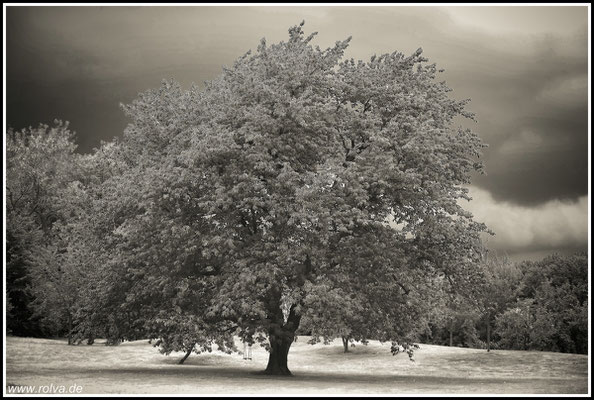 Baum # Eiche # Schaukel # Schwarz Weiss