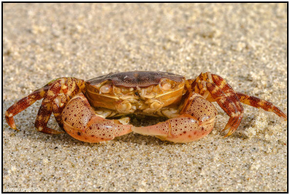 Naturfotografie # Landschaftsfotografie # Roland Valter # Fotograf # Aachen # rolva