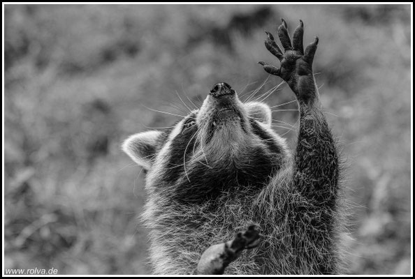 Naturfotografie # Landschaftsfotografie # Roland Valter # Fotograf # Aachen # rolva