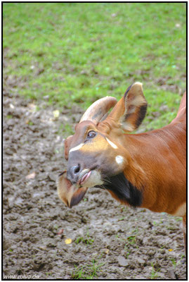 Zunge raus#Sonderbares