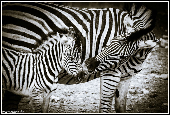 Zebra # Schwarz Weiss