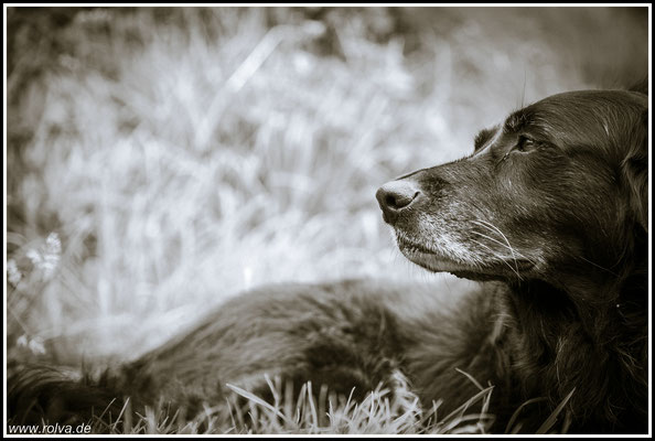 Hundeportrait#Schwarz - Weiß