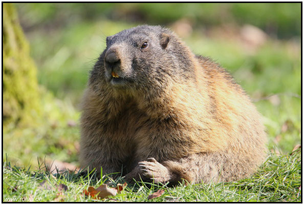 Naturfotografie # Landschaftsfotografie # Roland Valter # Fotograf # Aachen # rolva