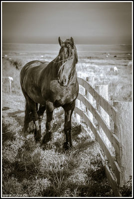 Pferd # Schwarz Weiss
