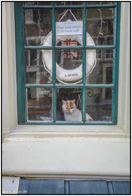 cats and dogs#Sonderbares