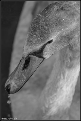Naturfotografie # Landschaftsfotografie # Roland Valter # Fotograf # Aachen # rolva