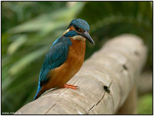 Naturfotografie # Landschaftsfotografie # Roland Valter # Fotograf # Aachen # rolva