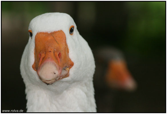 Naturfotografie # Landschaftsfotografie # Roland Valter # Fotograf # Aachen # rolva