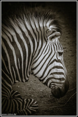 Naturfotografie # Landschaftsfotografie # Roland Valter # Fotograf # Aachen # rolva