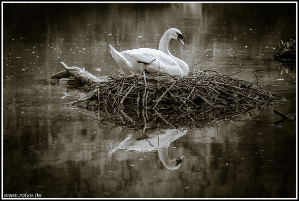 Schwan # Nets # Schwarz Weiss
