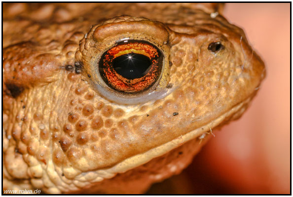 Naturfotografie # Landschaftsfotografie # Roland Valter # Fotograf # Aachen # rolva