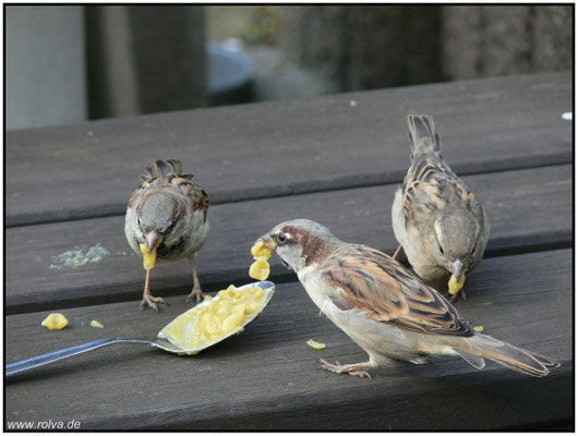 Erbsebsuppe für alle