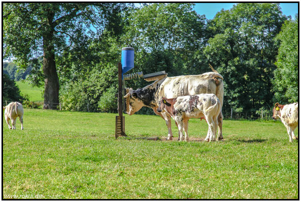 Wellness für Kühe#Sonderbares