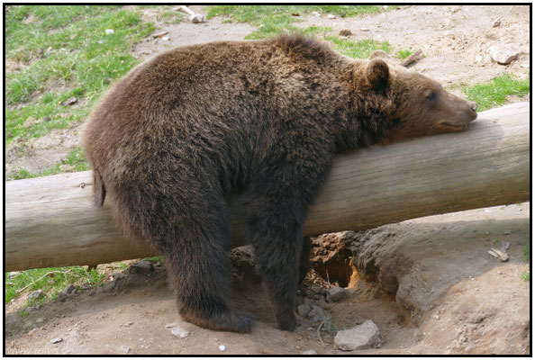 Dynamik#fauler Bär#abschalten#Sonderbares