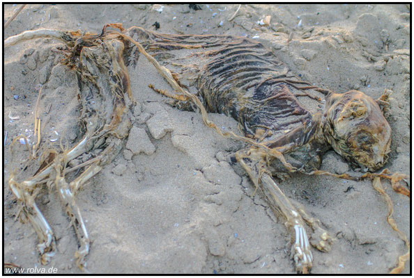 Mumifizierte Katze#Strandfund#Sonderbares