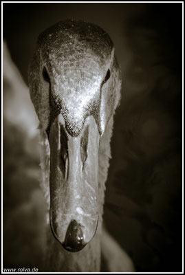 Naturfotografie # Landschaftsfotografie # Roland Valter # Fotograf # Aachen # rolva
