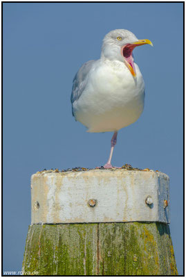 Naturfotografie # Landschaftsfotografie # Roland Valter # Fotograf # Aachen # rolva