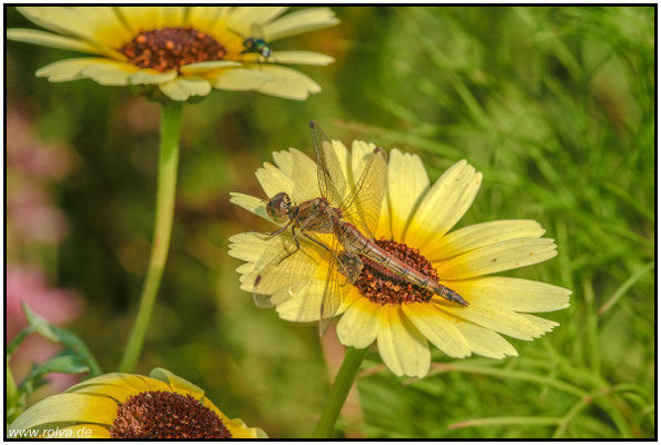 Naturfotografie # Landschaftsfotografie # Roland Valter # Fotograf # Aachen # rolva