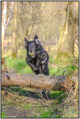 Hundeportrait#springen#Wald