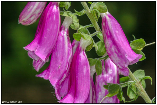 Naturfotografie # Landschaftsfotografie # Roland Valter # Fotograf # Aachen # rolva