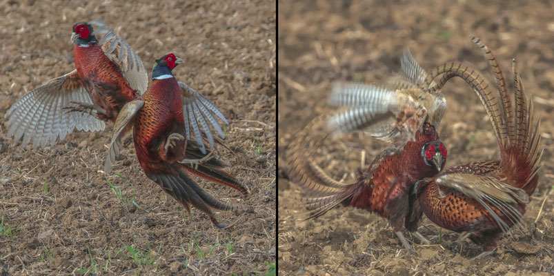 Naturfotografie # Landschaftsfotografie # Roland Valter # Fotograf # Aachen # rolva
